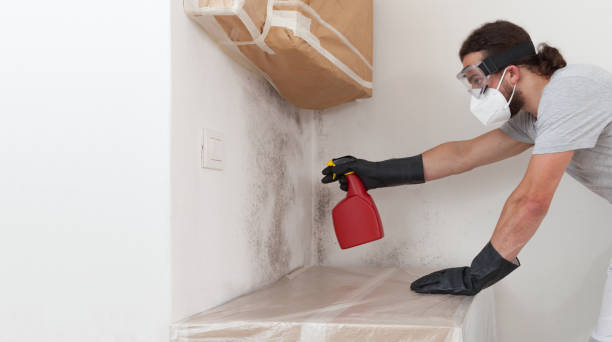 Professional Black Mold Removal technician working in Randolph, NJ