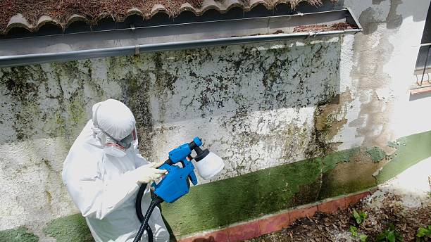 Trusted Basement Mold Remediation service in Randolph, NJ - Cheap Mold Removal